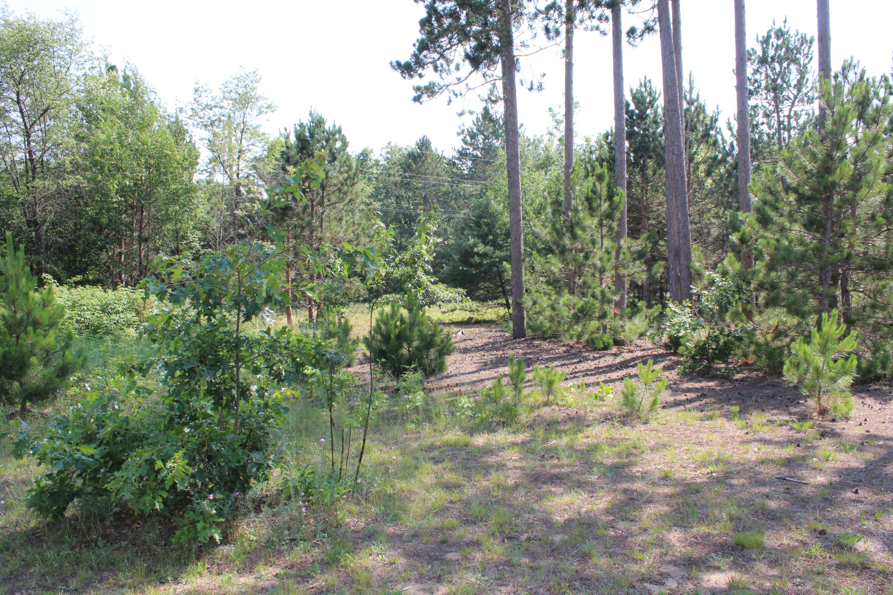 12375 9 Mile Road Kaleva, MI 49645 - Photo 29 of 30 Wooded area