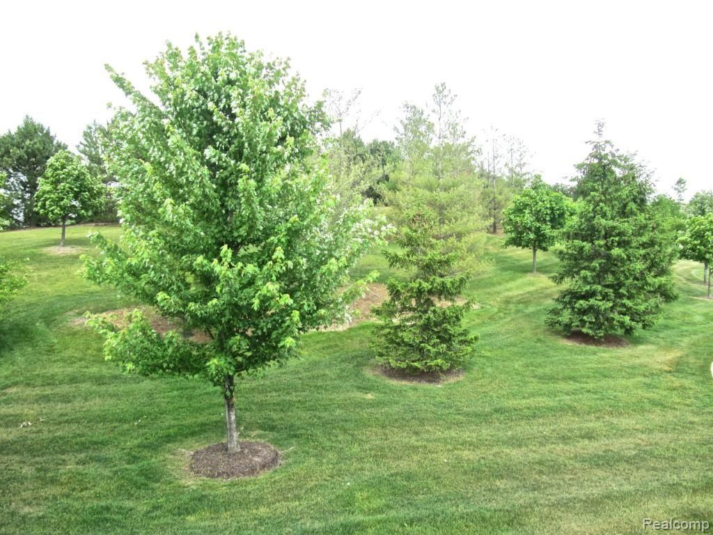 3723 Oakmonte Boulevard, Unit 4 Rochester, MI 48306 - Photo 4 of 25 Mature Setting