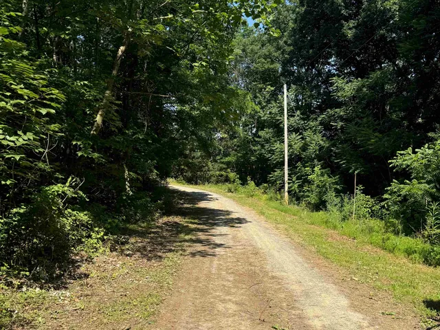 a view of a yard with plants and large trees