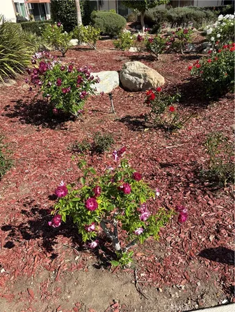 a view of a garden with flowers