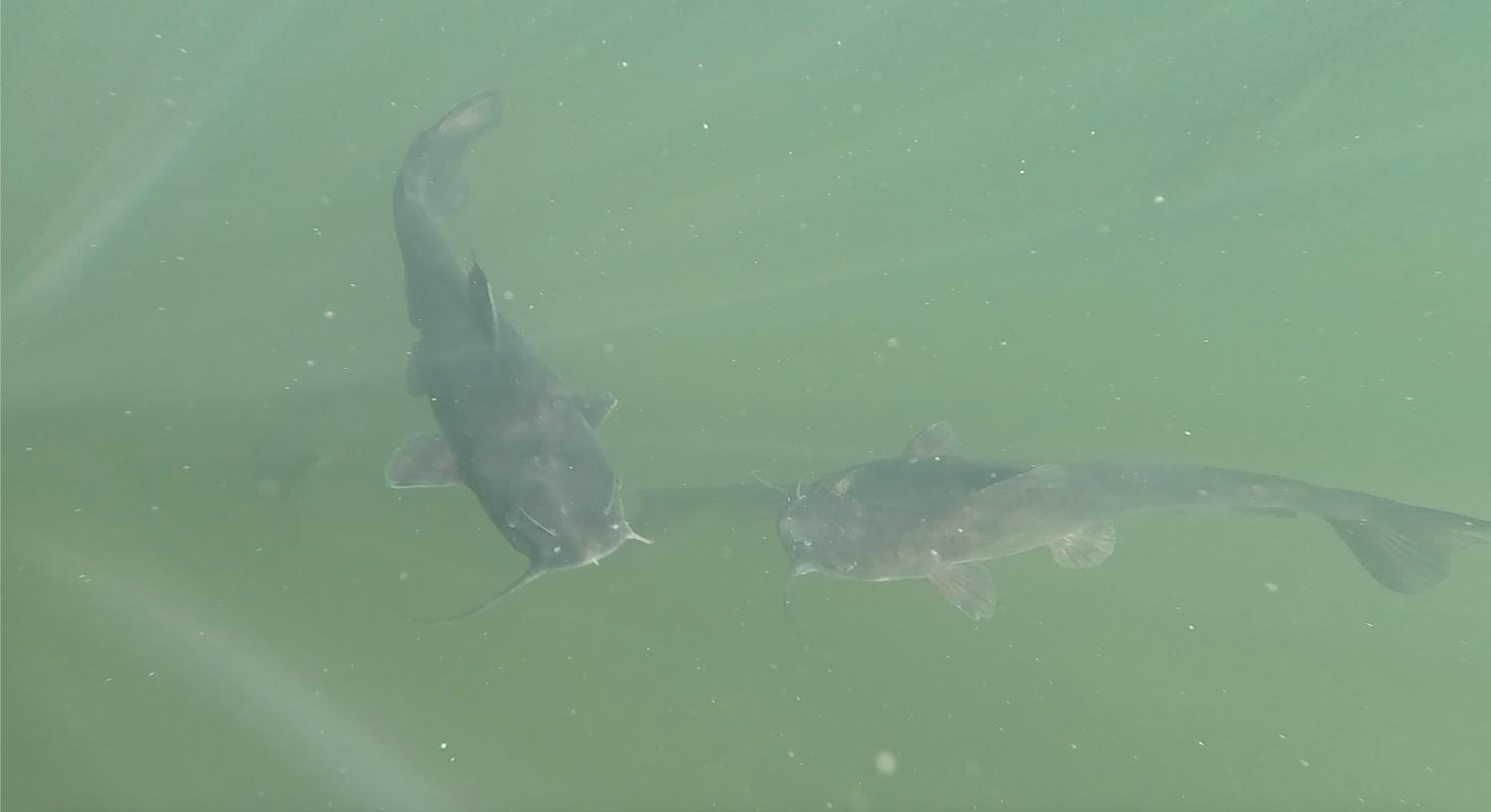 0 State Highway 256 Silverton, TX 79257 - Photo 13 of 47 a close up of a shower