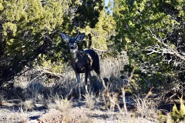 a view of a yard with a large tree