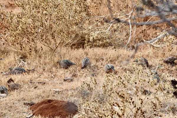 a view of a horse with outside view