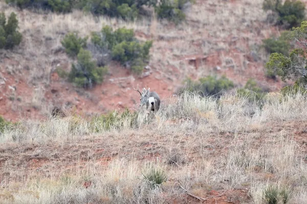 a vase of flowers sitting on a table