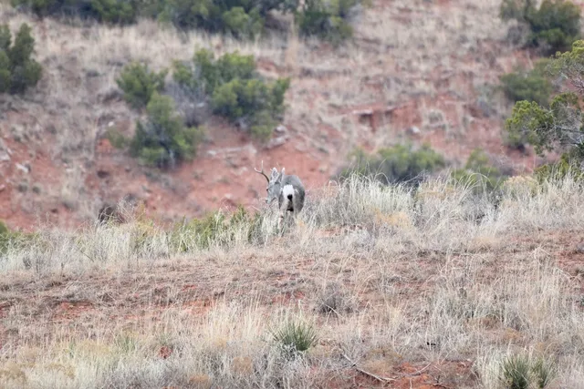 a vase of flowers sitting on a table