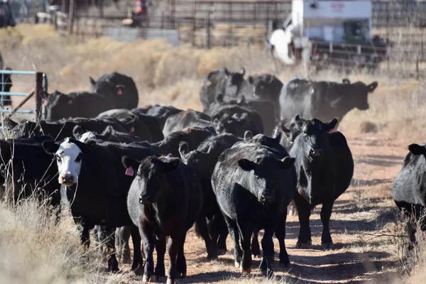 a view of swimming pool from a lake