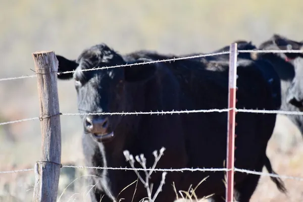 a view of a dry yard with mountains in the background