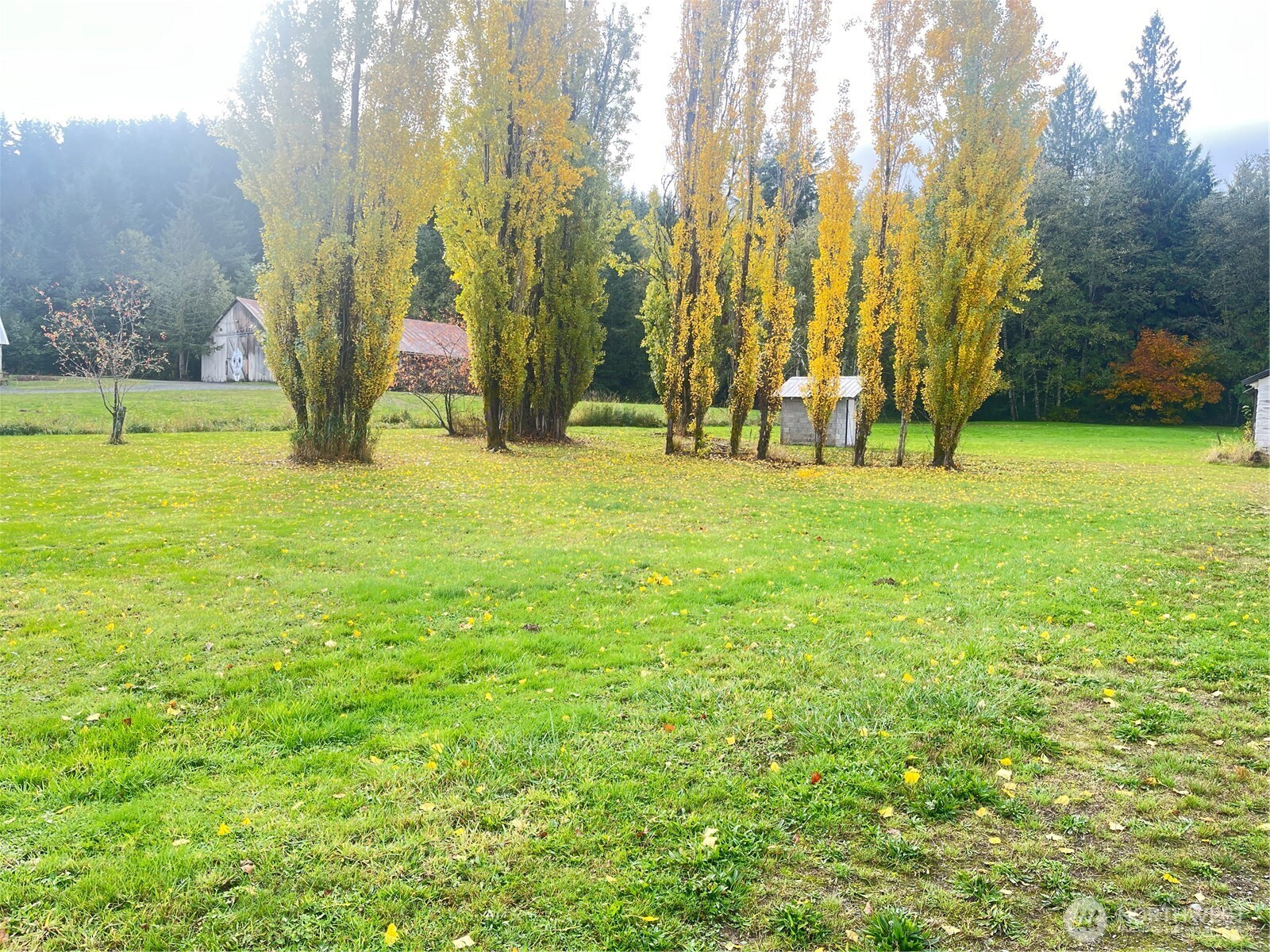 688 Big Hanaford Road Centralia, WA 98531 - Photo 5 of 8 a view of a yard with trees