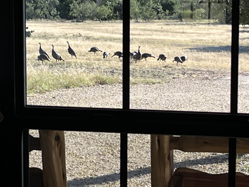 5-6 SD 45125 Rocksprings, TX 78880 - Photo 13 of 28 a view of a window and a yard