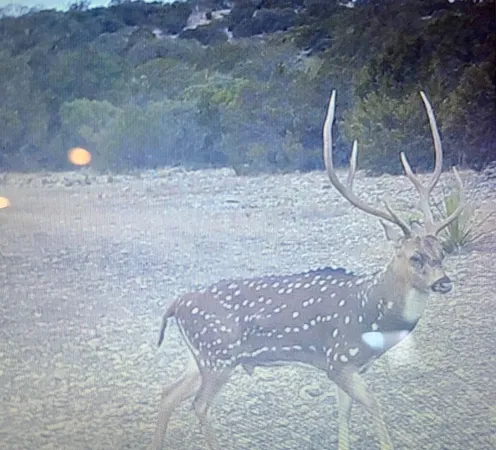 $1,075,000 | 5-6 SD 45125, Rocksprings, TX 78880