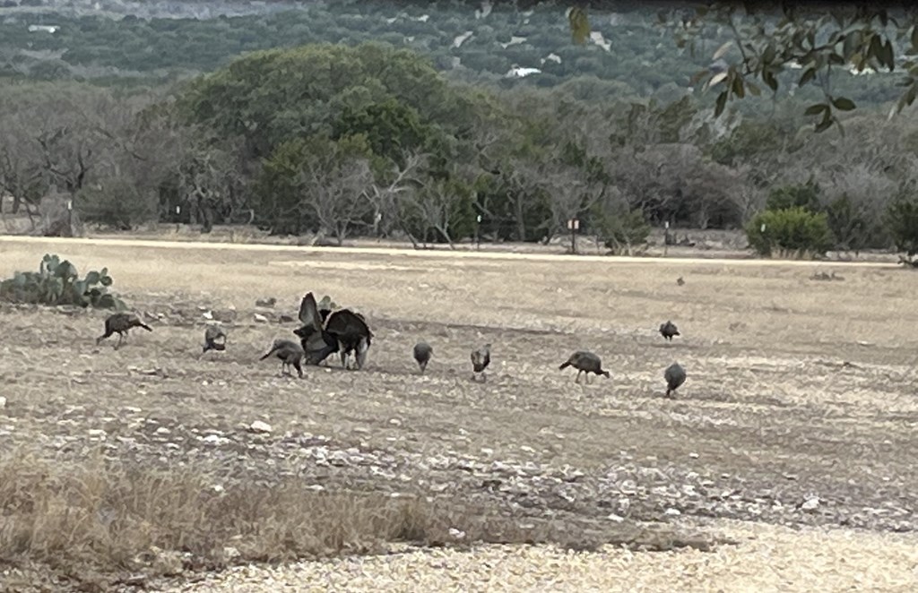 5-6 SD 45125 Rocksprings, TX 78880 - Photo 8 of 28