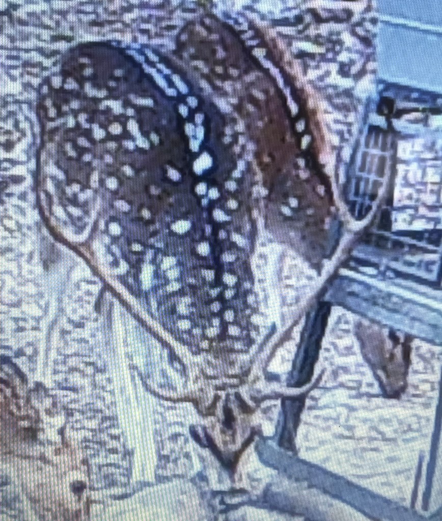 5-6 SD 45125 Rocksprings, TX 78880 - Photo 10 of 28