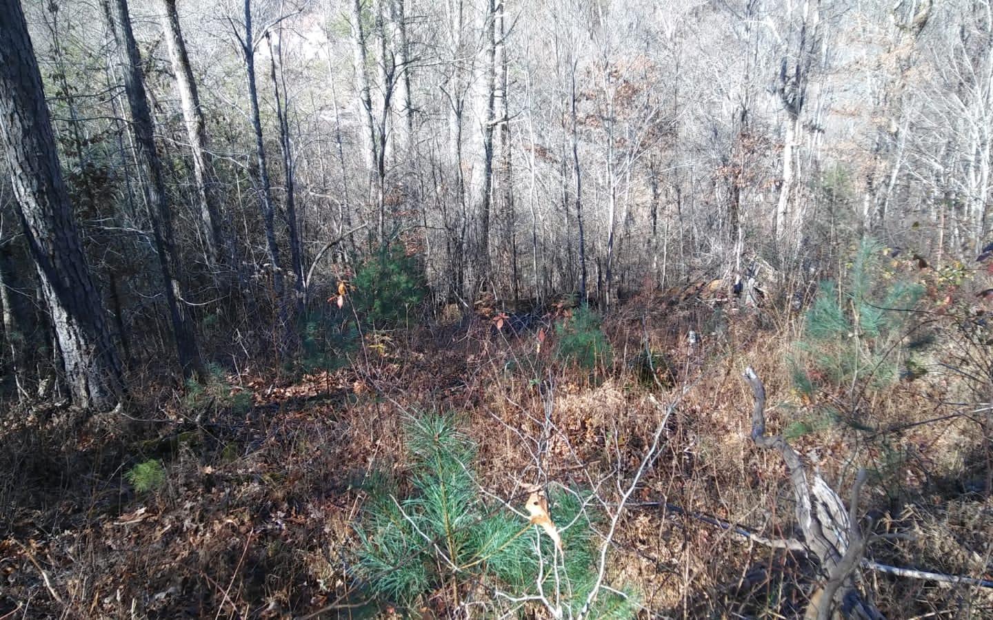 Lot 9 Ridgeview Road Morganton, GA 30560 - Photo 4 of 4 Additional View