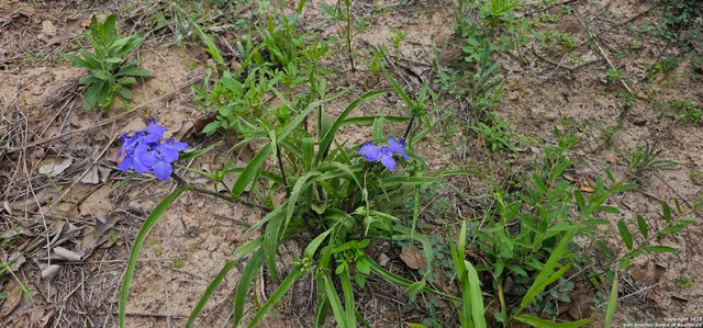 $165,000 | 0 Stacey, Poteet, TX 78065