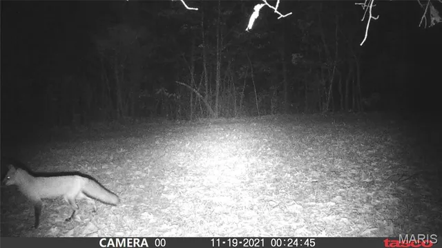 $119,000 | 5 Bobwhite Lane, Fairdealing, MO 63939