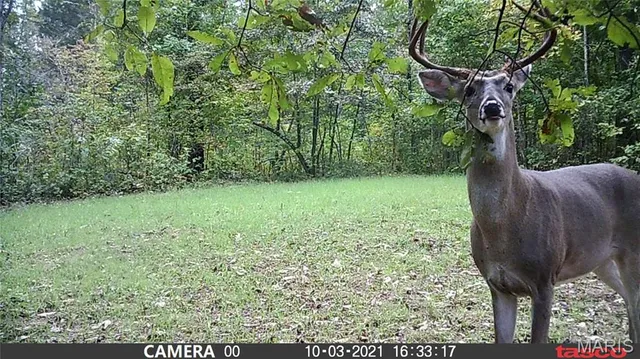 $119,000 | 5 Bobwhite Lane, Fairdealing, MO 63939