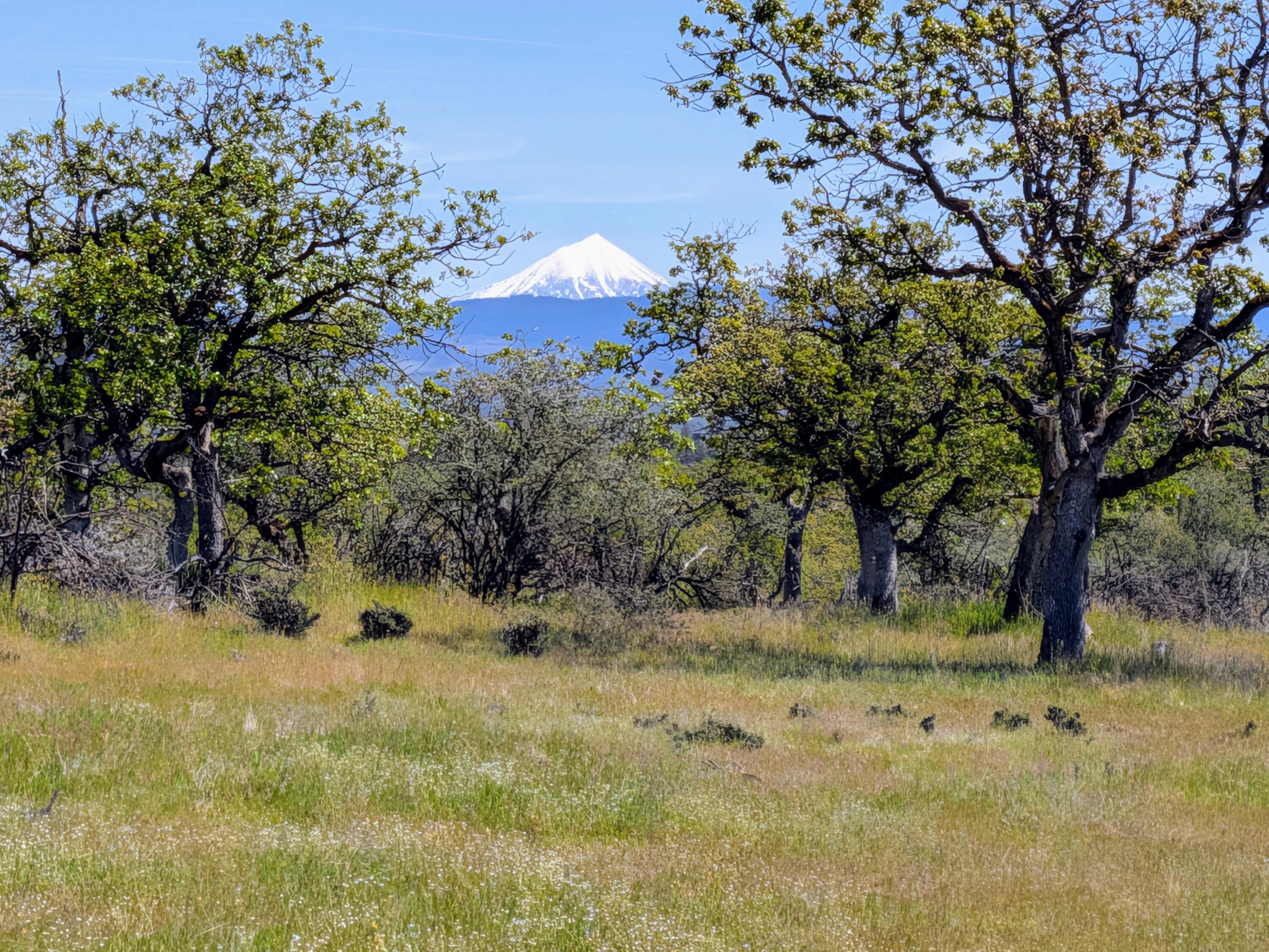 Stevens Road, Unit 100 Eagle Point, OR 97524 - Photo 8 of 15