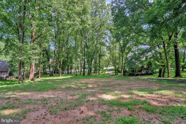 a view of a trees in a yard