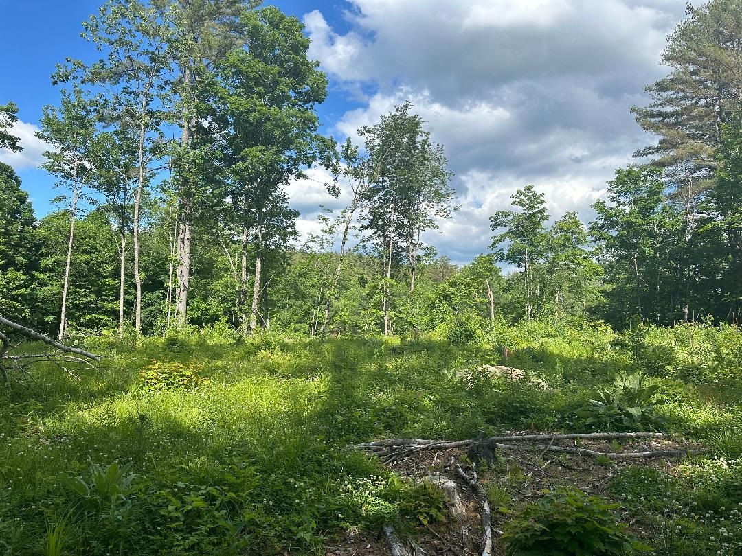 Lot#4 Frescoln Road Wentworth, NH 03282 - Photo 6 of 8 Gallery Image 6