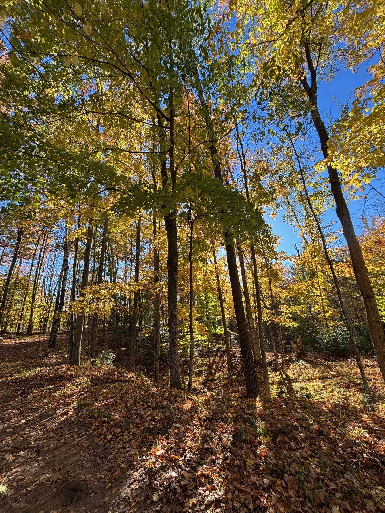 15744 Double B Lane Mountain, WI 54149 - Photo 67 of 70