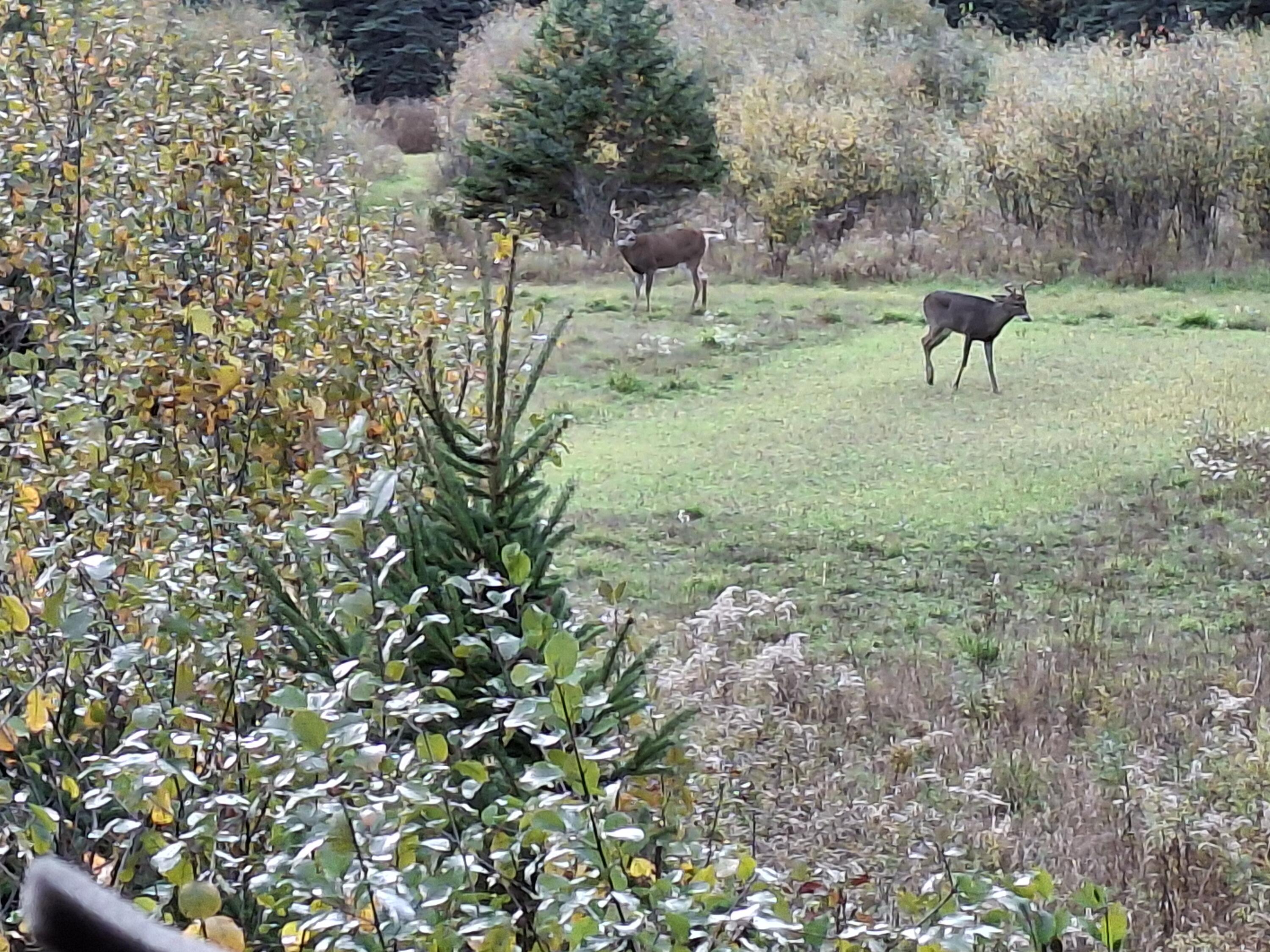 65.5 North Bean Road Scottville, MI 49454 - Photo 8 of 31 Deer 5