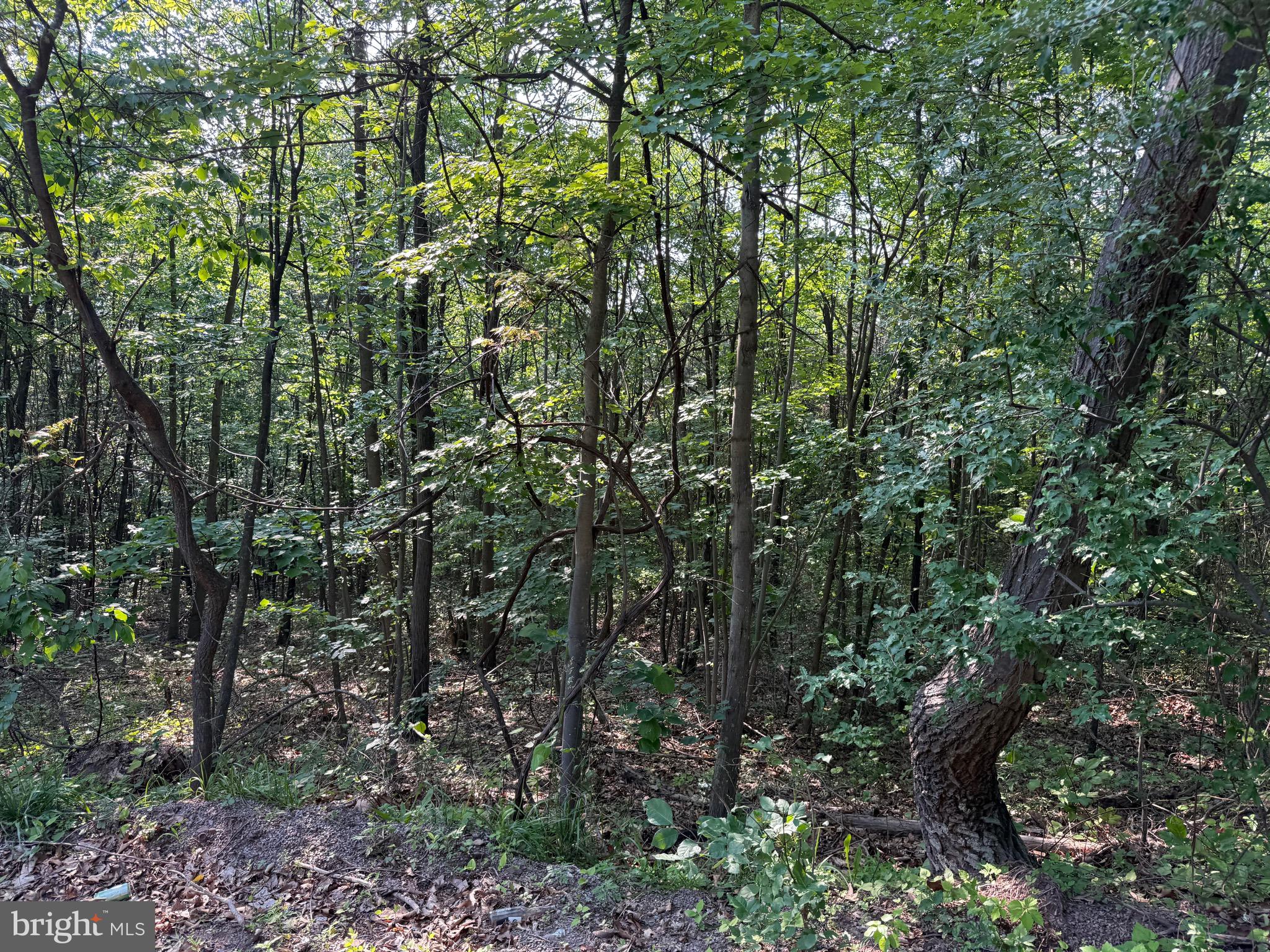 1337 Shanghai Road Berkeley Springs, WV 25411 - Photo 12 of 13 Gallery Image 12