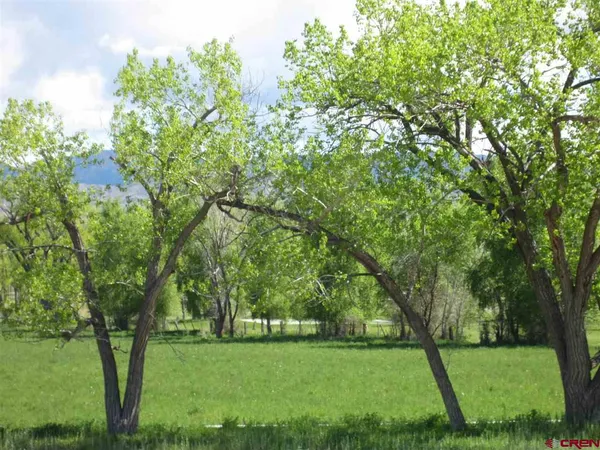 a view of a park with large trees
