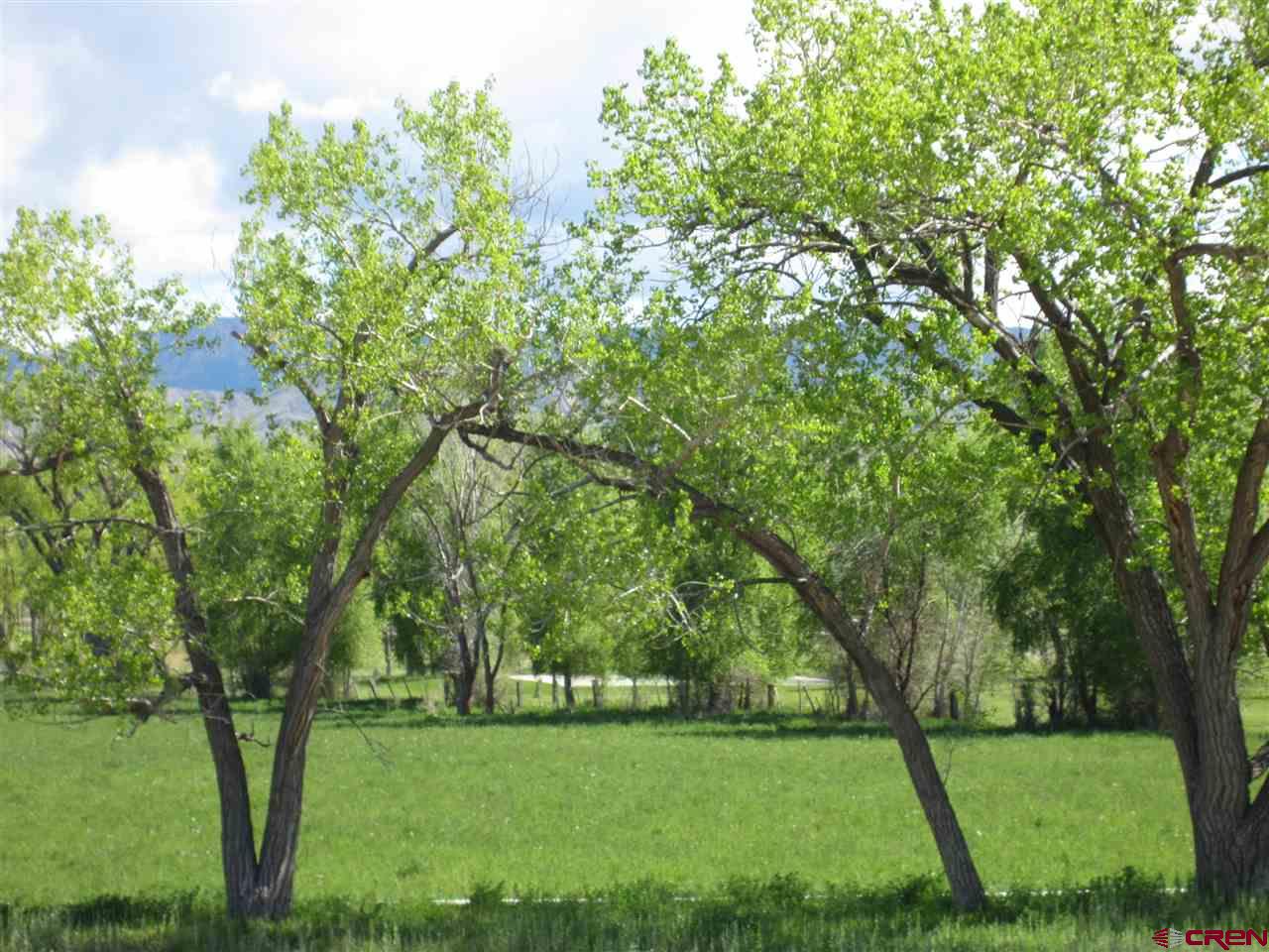 16666 6725 Road Montrose, CO 81401 - Photo 13 of 24 a view of a park with large trees