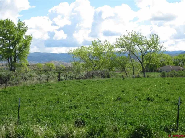 a view of a bunch of trees and bushes
