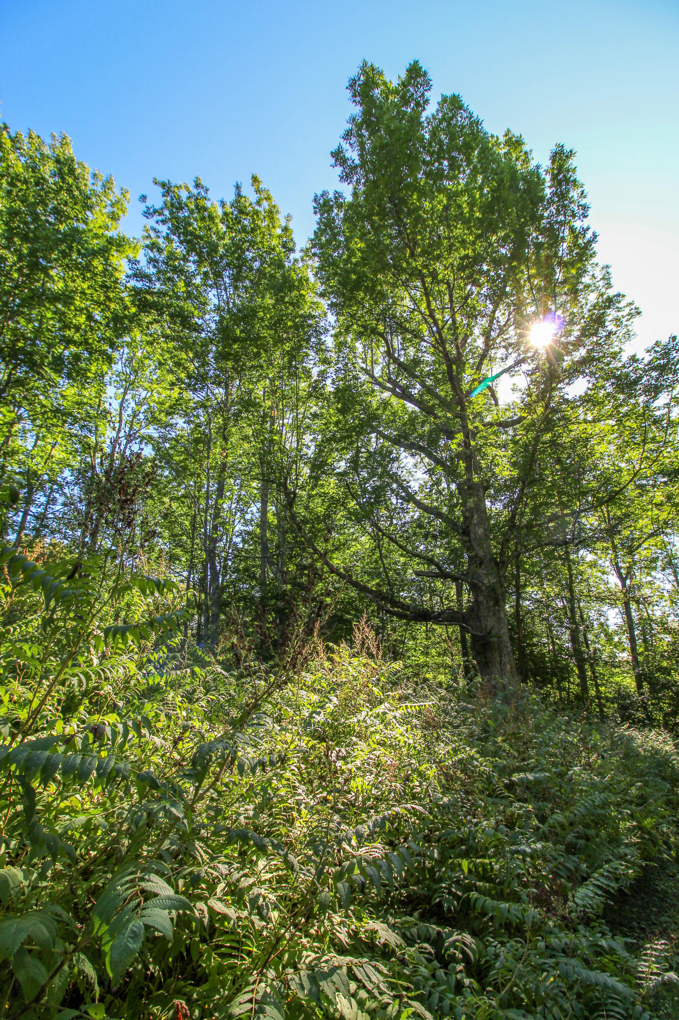 Lot 24 Green Valley Road Stockton Springs, ME 04981 - Photo 13 of 31 Privacy