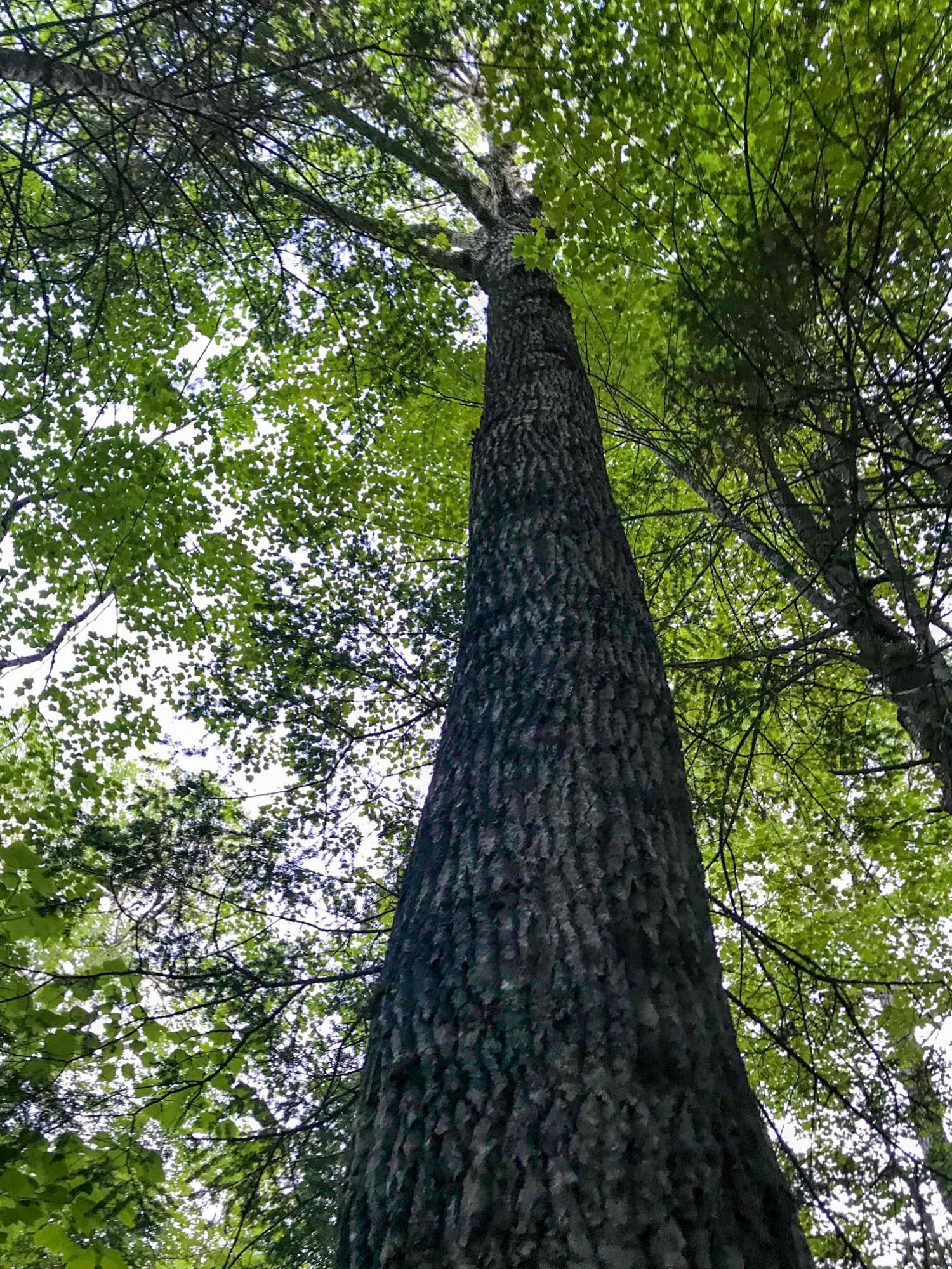 Lot 103 Deer Haven Road Wesley, ME 04686 - Photo 30 of 30 Tree Crowns