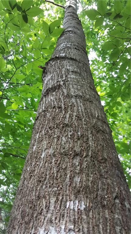 496 North Dixmont Road Troy, ME 04987 - Photo 22 of 35 Photo