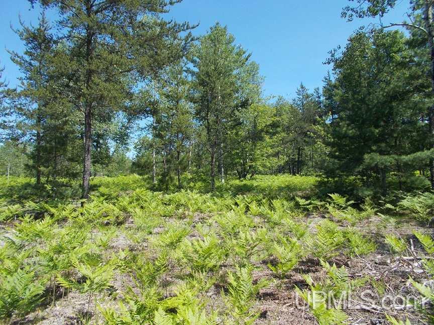 Tbd 155 Acres Off Reservoir Dam Road Seney, MI 49883 - Photo 18 of 23