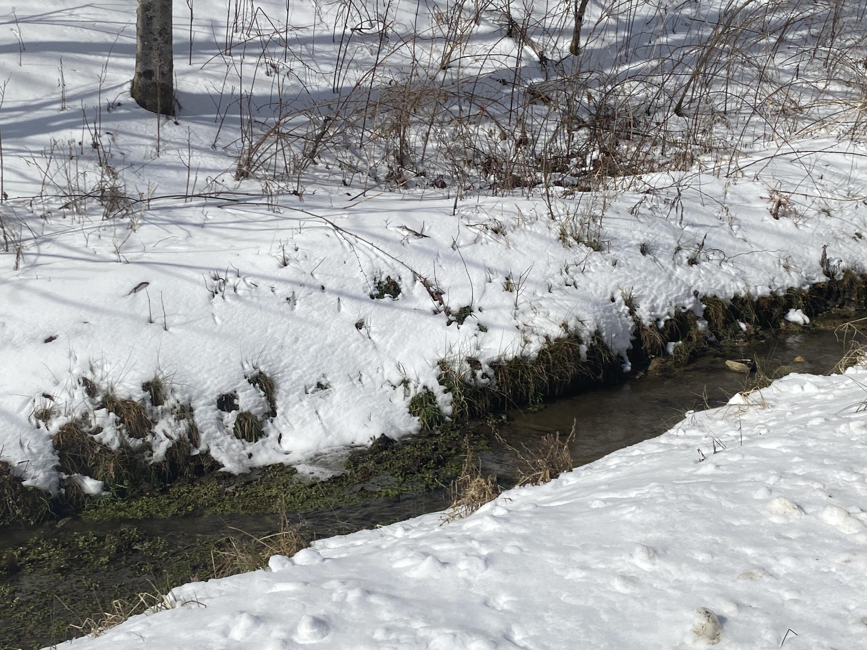 1741 Ripshin Mountain Road Roan Mountain, TN 37687 - Photo 29 of 42 3BE97167-45AC-4877-8ABD-04E99F6402A6