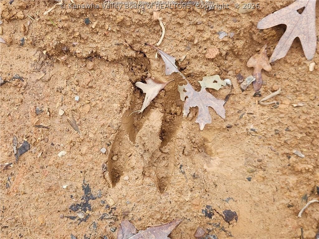 0 Beechy Road Procious, WV 25164 - Photo 15 of 29 Gallery Image 15
