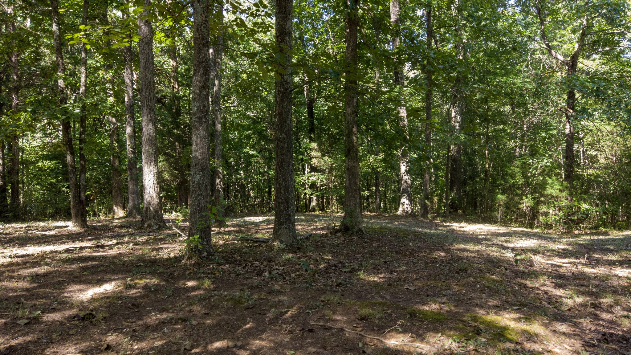 250 Hamilton Road Springville, TN 38256 - Photo 7 of 11 Gallery Image 7