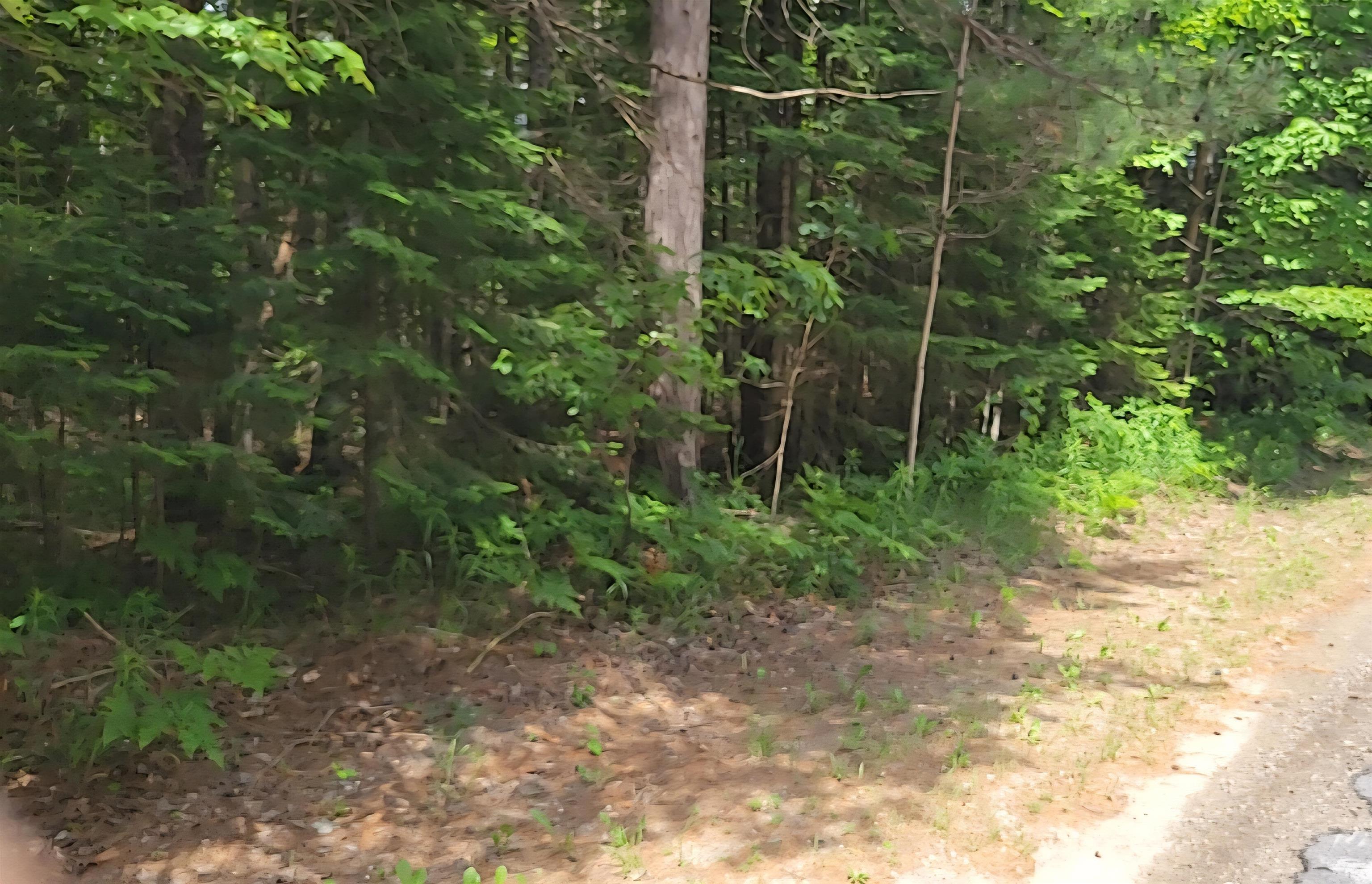 West Batterson Road Frederic, MI 49733 - Photo 3 of 6