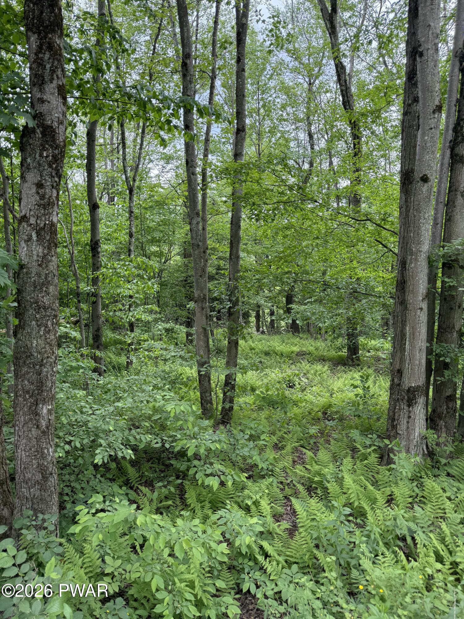 Beaver Hollow Road Lakewood, PA 18439 - Photo 1 of 7