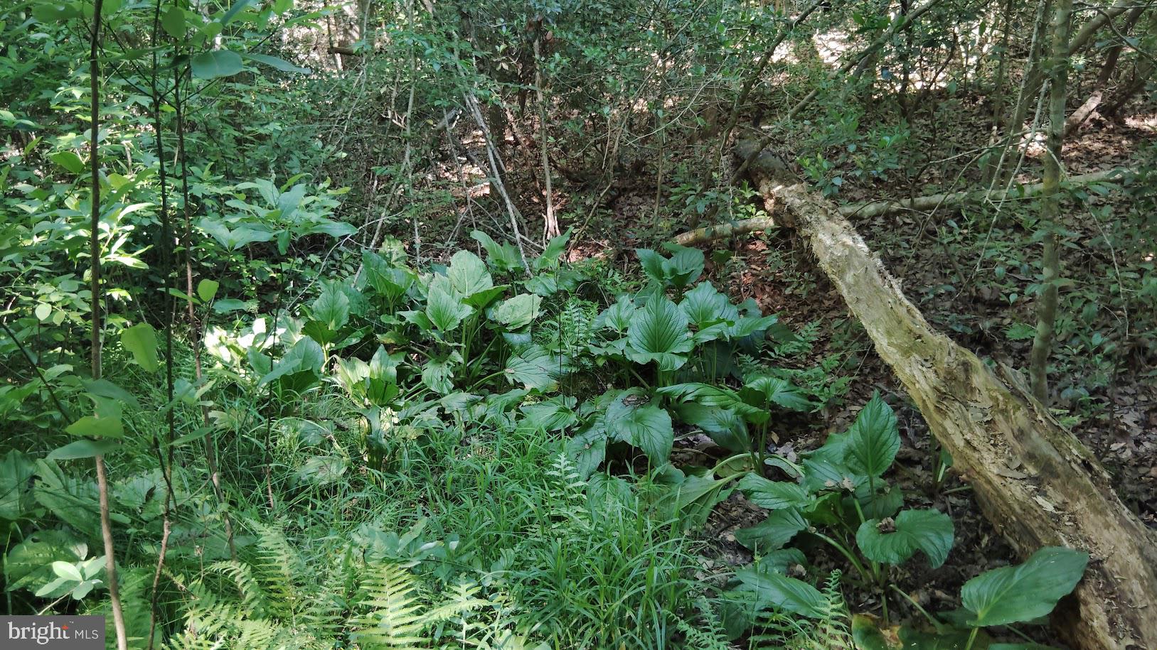 13025 Thunder Road King George, VA 22485 - Photo 16 of 34 Lush greenery in a tranquil forest.