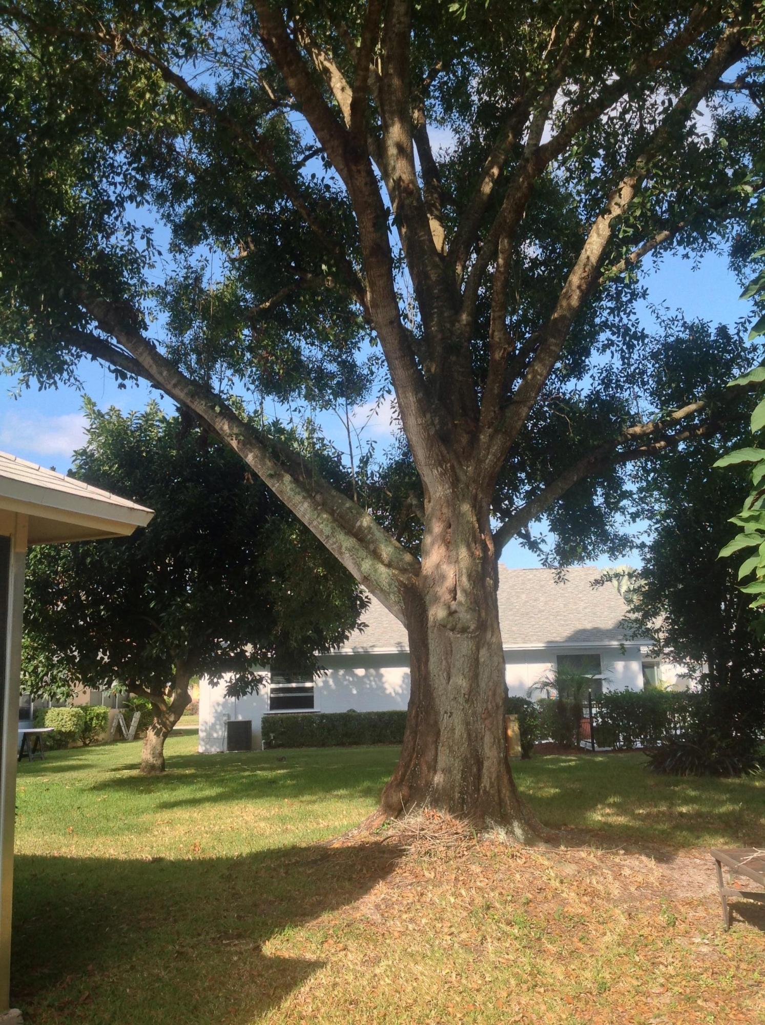 120 Raintree Trail Jupiter, FL 33458 - Photo 23 of 28 Tree