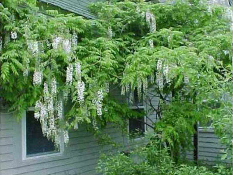 50 Taft Point Road Gouldsboro, ME 04607 - Photo 14 of 22 Yard/Garden. Wisteria, outside...