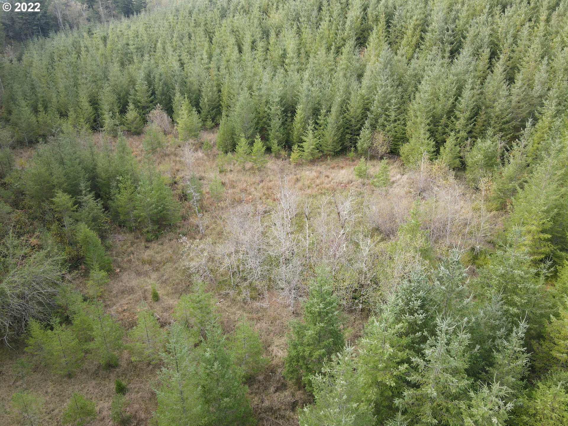 Sunset Falls Yacolt, WA 98675 - Photo 3 of 13 a view of a forest with a street