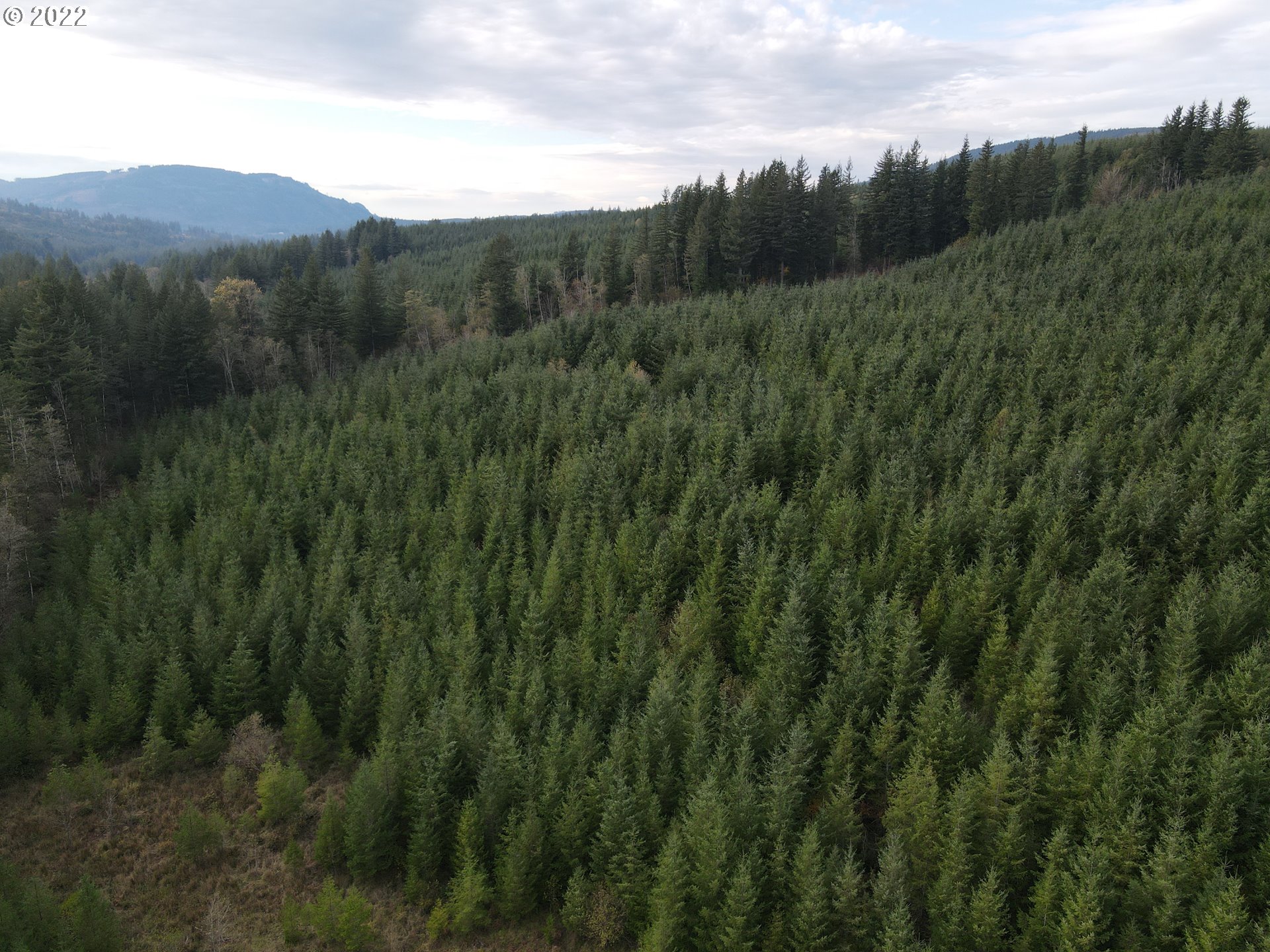 Sunset Falls Yacolt, WA 98675 - Photo 5 of 13 a view of a lush green forest with trees in the background