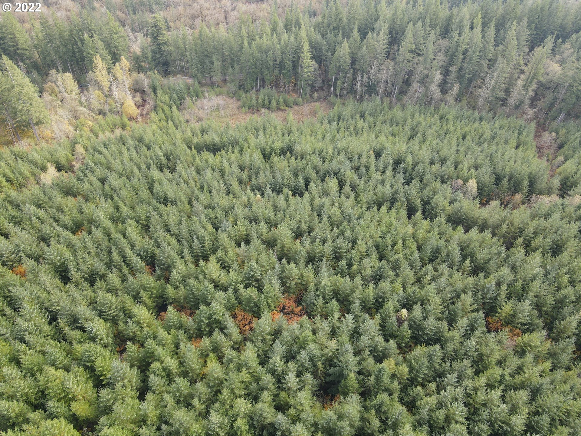 Sunset Falls Yacolt, WA 98675 - Photo 6 of 13 a view of a lush green forest
