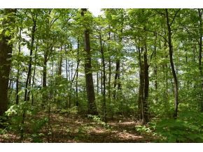 5.05 Reece Road Chuckey, TN 37641 - Photo 1 of 23 Photo 1