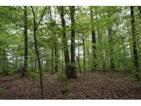 5.05 Reece Road Chuckey, TN 37641 - Photo 11 of 23 Photo 11