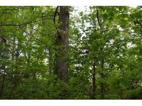 5.05 Reece Road Chuckey, TN 37641 - Photo 15 of 23 Photo 15