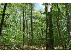 5.05 Reece Road Chuckey, TN 37641 - Photo 4 of 23 Photo 4