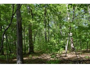 5.05 Reece Road Chuckey, TN 37641 - Photo 5 of 23 Photo 5