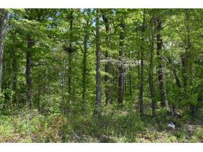 5.05 Reece Road Chuckey, TN 37641 - Photo 6 of 23 Photo 6